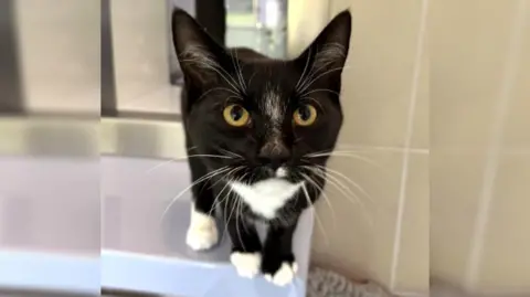 A young cat with black fur and white paws stands on the edge of a table.