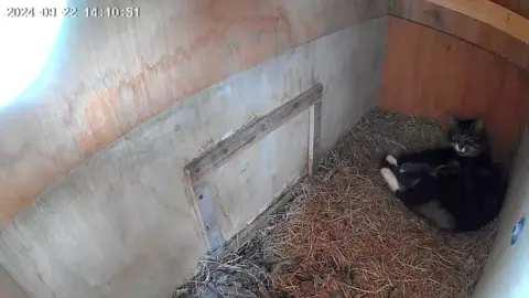 Andy The inside of a wooden box from one of the top corners. There is hay on the floor of the box. A tabby cat with white socks is lying in the right corner of the box.