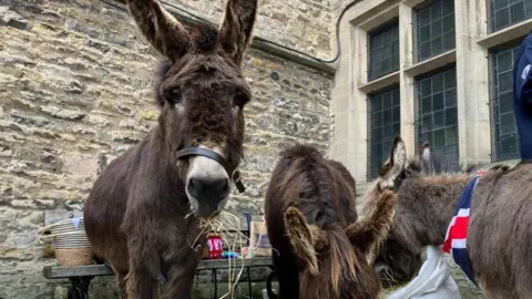 Three brown, long-haired donkeys are pictured eating hay outside a historic stone building.