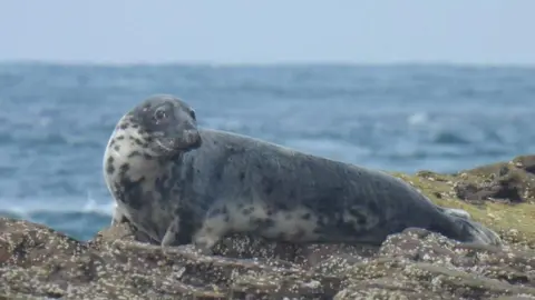Alderney Wildlife Trust A grey seal on a rock it has slightly lighter markings on its chest and neck, its head is looking to the right. There is an ocean behind it.