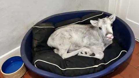 The reindeer laying in a blue plastic dog basket on a blue cushion. This is next to a dog bowl and it is in the corner of a kitchen.