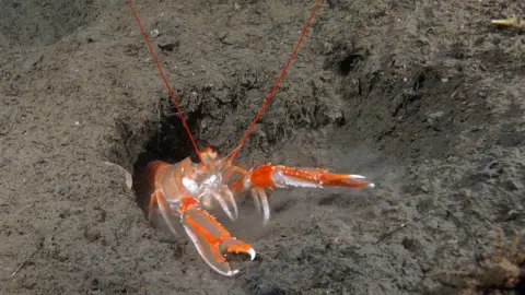 A bright orange sediment scampi emerges from a hole in the brown seabed with its pincers out front