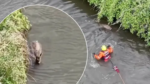 Deer caught up in river saved by a fire officer wearing orange hi-vis.