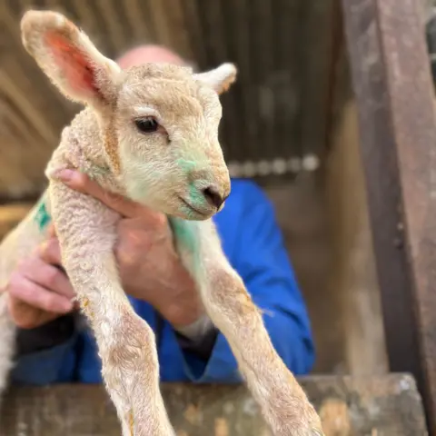 A lamb is to the front of the frame. It is off white, and has gangly legs and large ears. It has some green marking on it's fleece. It be being held in a farmers hand. He is not properly seen in the picture - just his hand holding the lamb by it's front legs and some blue overalls in the back.They are in a barn.