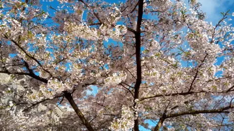 Pink blossom in Kendal. A tree has lots of pale pink blossom which stands in front of a bright blue sky.