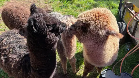Tamsin Harrison Banff is with other alpacas apart of his herd. Banff is black and fluffy. He is a facing two other alpacas, both white. 