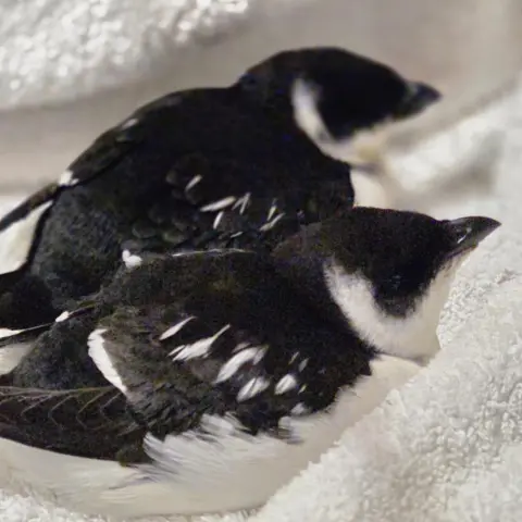 Highland Wildlife Rescue The two auks are small black and white birds with short beaks. They are resting on a white, fluffy towel.