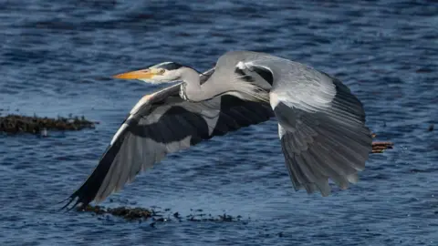 Nick Sidle The heron is a large bird with feathers of different shapes of grey. It has a long, orange beak. The heron is flying low over an area of water.