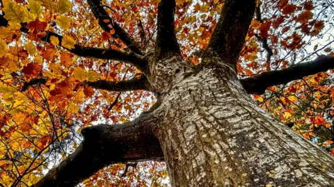 BBC Weather Watcher Paul Williams Orange, gold and red leaves on a tree with a brown trunk, viewed from the ground looking up.