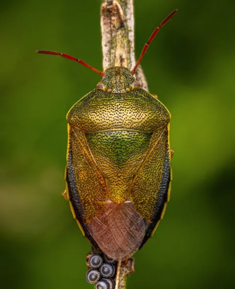 Jimmy Reid A shield bug laying eggs in Loanhead.