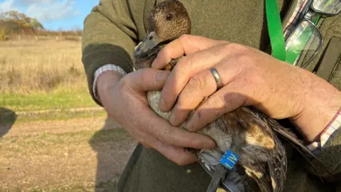 Essex & Suffolk Water A European Wigeon, which has a coat of light brown feathers, is held by a person wearing a green jumper. The bird has a blue tag attached to one of its legs.