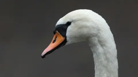 A side profile of a swan. 