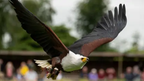 An African Fish-Eagle flies in front of a crowd.