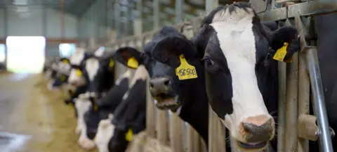 A row of black and white cows stick their heads through a metal fence. There is brown hey on the floor, they have yellow tags in their ears. 