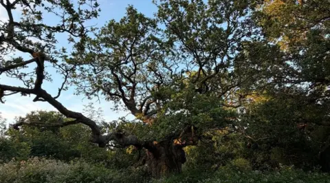 Jade Palmer/Woodland Trust A large tree.