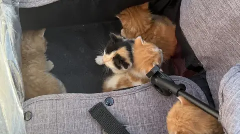 Five ginger kittens, one with black markings, inside a cushioned pet carrier.