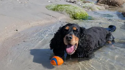 A cocker spaniel sits in a rock pool on a Jersey beach. The dog is black, the sky is blue. There are rocks and seaweed in the background. 