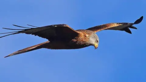 Getty Images Red kite flying in blue sky