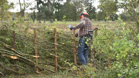 National Hedgelaying Society A competitior at the 2023 National Hedgelaying Championships. He is wearing orange protective equipment, blue trousers and a checked shirt. The man is surrounded by green bushes and is creating a natural hedgerow fence.