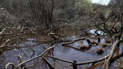 Trees lie stripped and felled in water with gnawed stumps and branchies dotted across the landscape