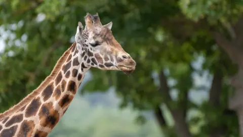 A giraffe's neck and face seen in profile, with trees seen behind.