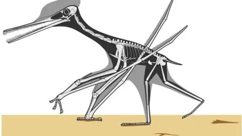 University of Leicester A skeletal reconstruction of a comb-jawed pterosaur walking across an ancient mudflat, its posture and movement informed by fossil trackways.