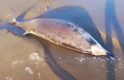 British Divers Marine Life Rescue A dead whale can be seen on a sandy beach after it became stranded, with the sun casting a shadow of the carcass on to the sand