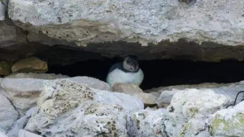 A small black and white bird looking out between a crack in the cliff face