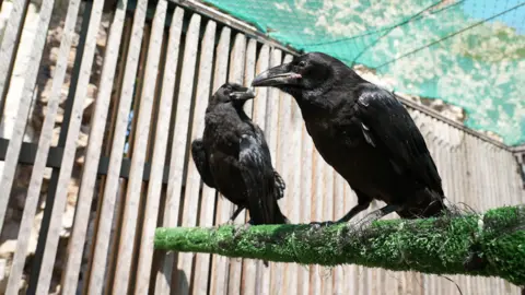 A mid shot of two black ravens 'Henry' and 'Poe' on top of a green branch. The ravens beaks are nearly facing each other.