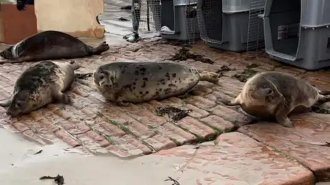 GSPCA Seals being released on beach in Jersey