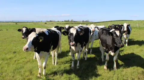 Getty Images A small herd of black and white Holstein cows in a field on a sunny day. 