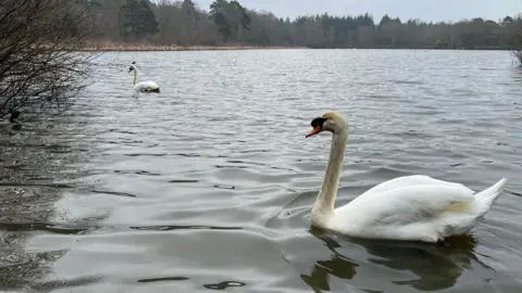 A swan glides through the water at Stover Country Park with another swan to the left and further away.