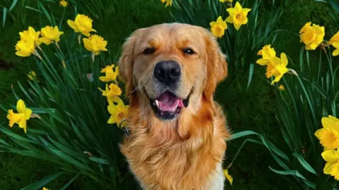 A golden retriever sitting among yellow daffodils.