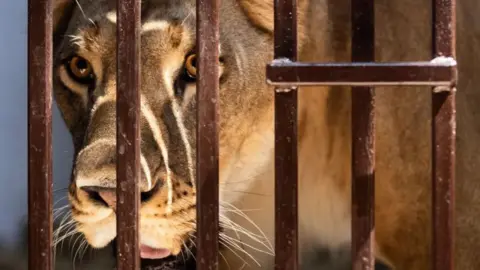 THE BIG CAT SANCTUARY Yuna the lion.