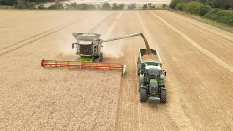 Steve Hubbard/BBC A combine harvester bringing in a field of ripe wheat. It is driving towards the camera, through the golden yellow crop. A tractor pulling a trailer is driving to the right and just in front of the combine. A pipe is running from the combine and over the tractor's trailer. Out of the end of that pipe, a stream of wheat is pouring into the trailer. 