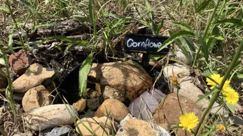 Jon Wright/BBC A small pool of water in the grass with pebbles in and around it. There is a black sign with “Cornflowers” written on it, and a stalk with yellow flowers at the foreground of the photo. 