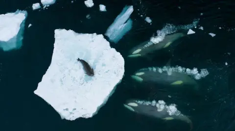 Bertie Gregory/Wildlife Photographer of the Year A lone seal on an iceberg viewed from above with whales surrounding it