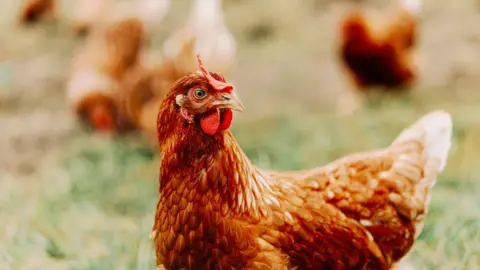 Getty Images Photo of a standard chicken roaming a grass field. 