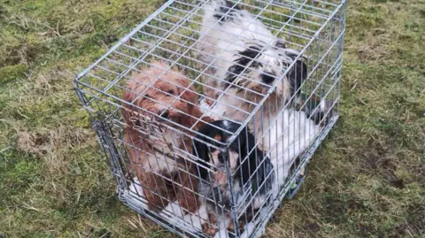 Paula Clarkstone A close-up image of three dogs huddled together in a small cage, looking up at the camera. One of the dogs is brown, and two are black and white, all with overgrown and messy-looking fur. The cage has been left on a grassy area. 