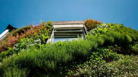 A picture taken of a number of plants and flowers on an outbuilding. There is a large window in the middle