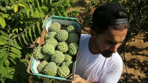 Getty Images A worker carries a box of custard apples across a field