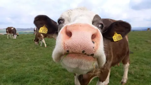 Jessica Close up photo of a cow by Jessica
