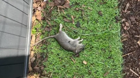 Linda Duval A dead rat lying on grass between a building and a mulched border, with wood chippings scattered nearby. 