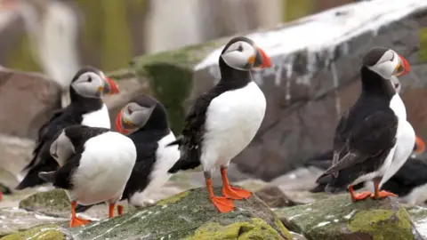 A radical  of achromatic  and achromatic  puffins with orangish  feet basal   connected  rocks, 2  of the birds person  their heads turned to their backs and are preening