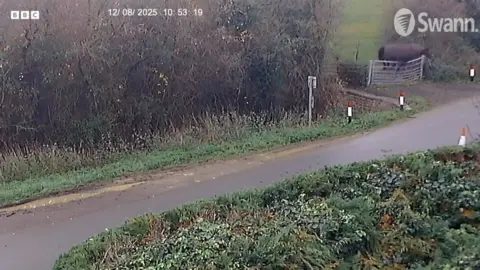 A horse jumps over a metal gate onto a country road. Bushes and greenery are on either side of the road.