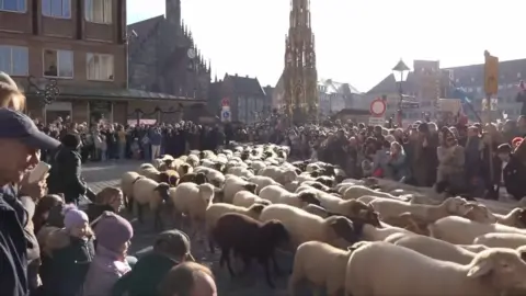 Sheep on its way to its winter quarters in Nuremberg