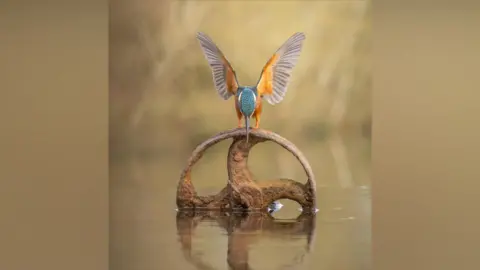 Instagram/joannanoblephotography A kingfisher with its orange and brown feathers and blue head, looks down into the water where it is reflected, as it stands on what looks like a metal, rusty wheel.