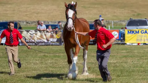 Dougie Johnston Horse