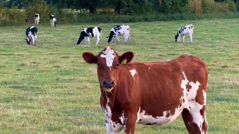 A brown and white cow in the foreground, with black and white cows in the background. They are in a field, with a hedgerow in the distance.