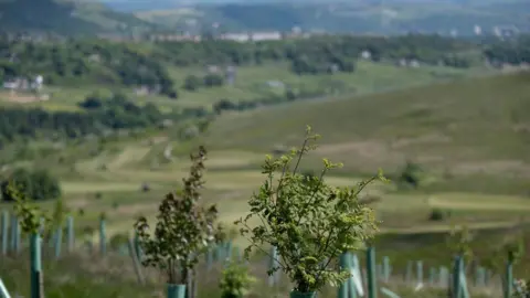 New trees of various types common to the UK planted in a field as part of a woodland regeneration project near Ovenden Moor in June 2023.
